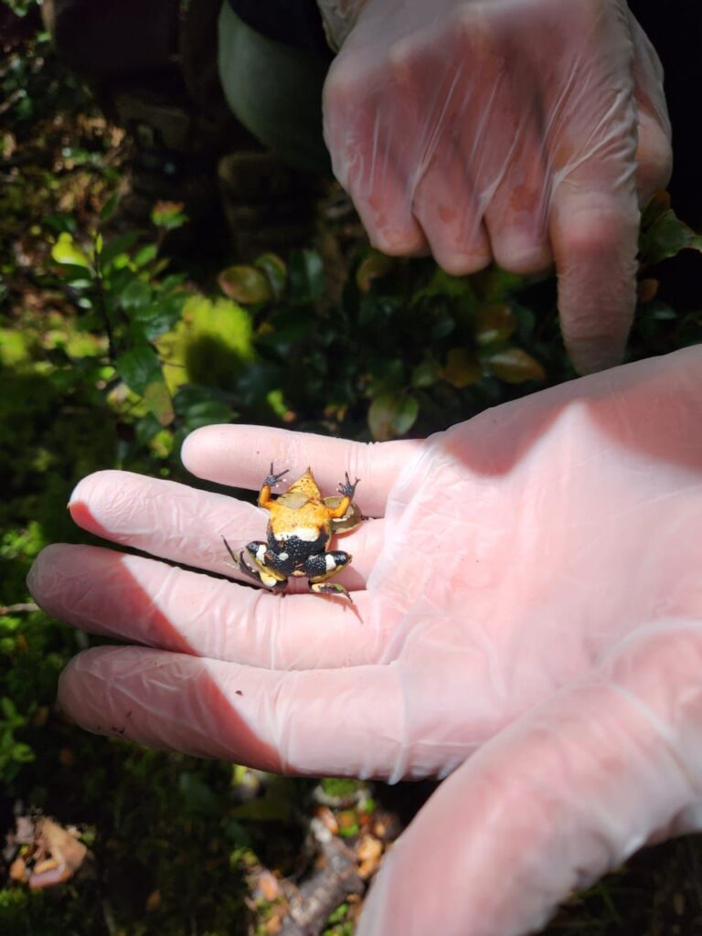 Ranita de Darwin (Rhinoderma darwinii). Créditos: Raúl Briones