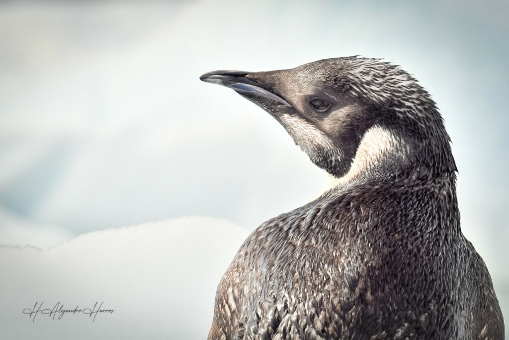 Joven Pingüino Emperador en base militar Gabriel González Videla Créditos: Hugo Harros