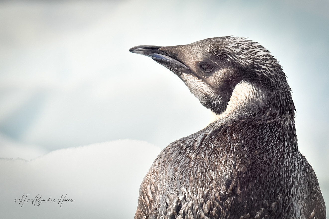 Registran a juvenil solo y lejos de la colonia en base antártica: la naturaleza exploradora de los pingüinos emperador