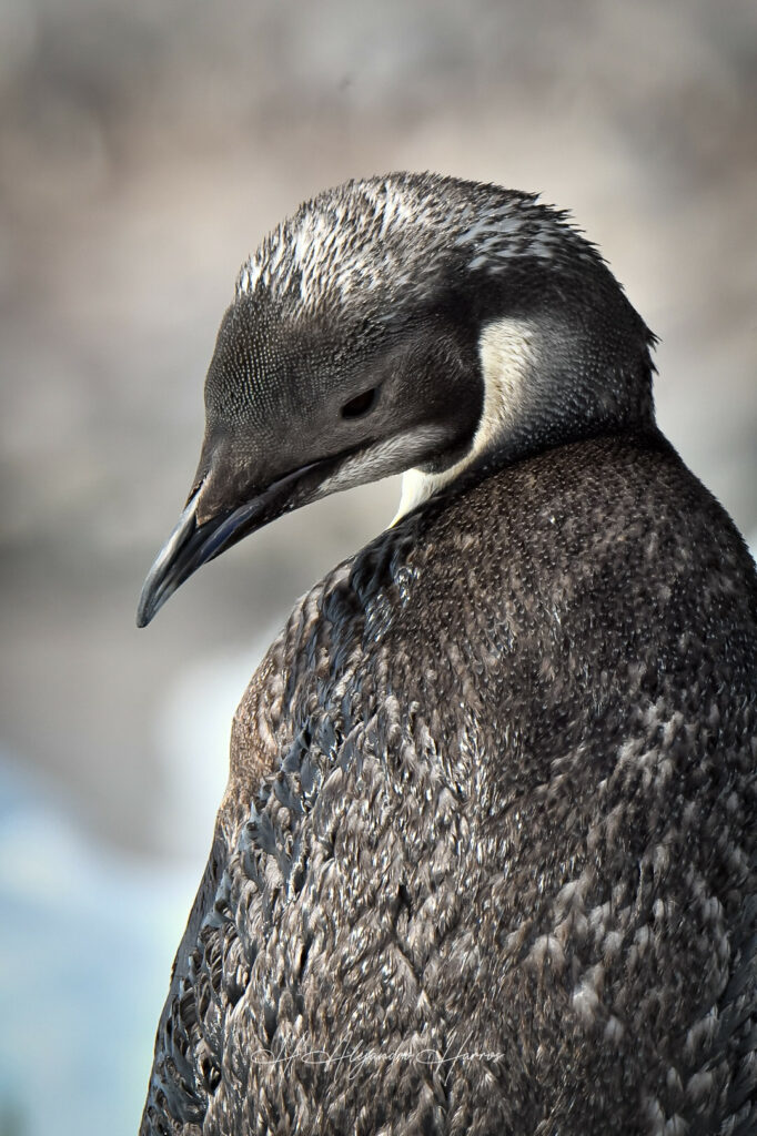 Joven Pingüino Emperador en base militar Gabriel González Videla
Créditos: Hugo Harros