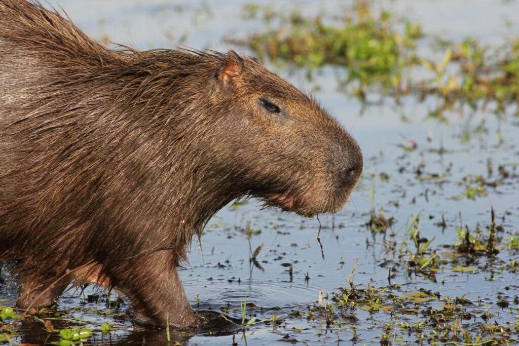 Hydrochoerus hydrochaeris en Corrientes, Argentina. Créditos: Bárbara Tupper