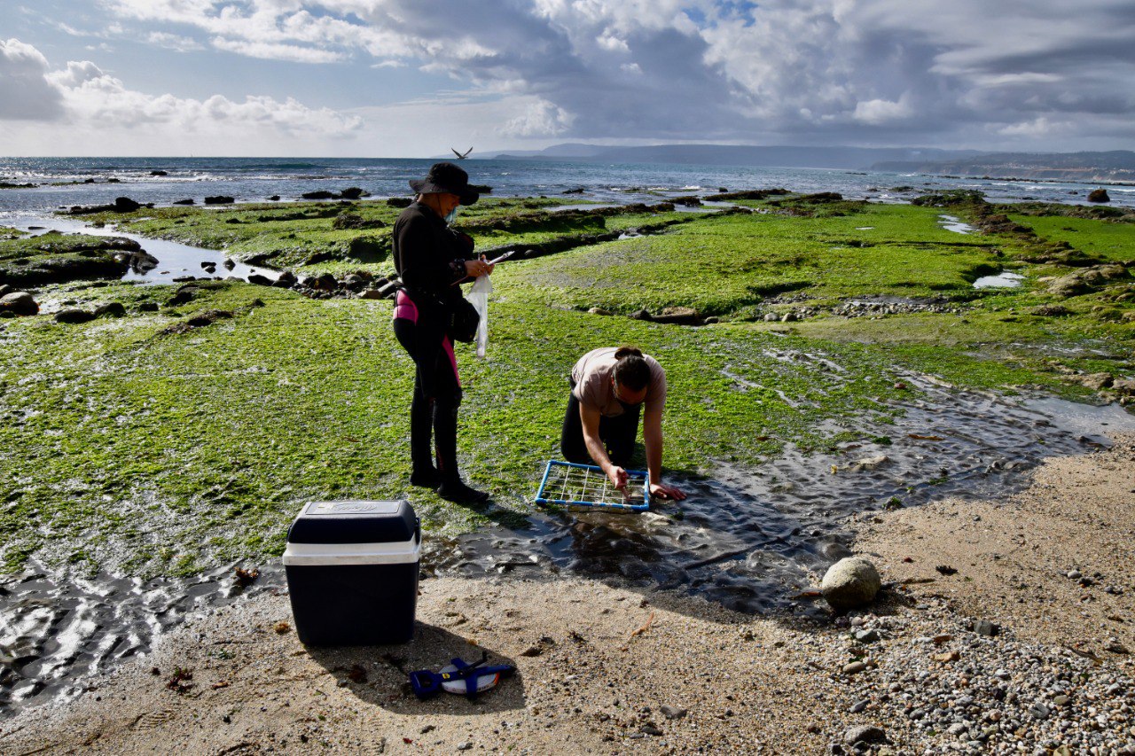 Estudio asocia “Mareas verdes” de Algarrobo a condiciones naturales y degradación ambiental