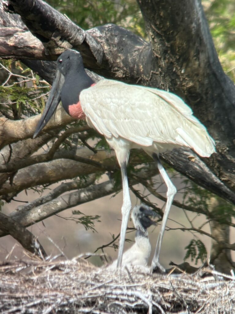 Cigüeña jabirú (Jabirú mycteria). Créditos: Johnny Villarreal 