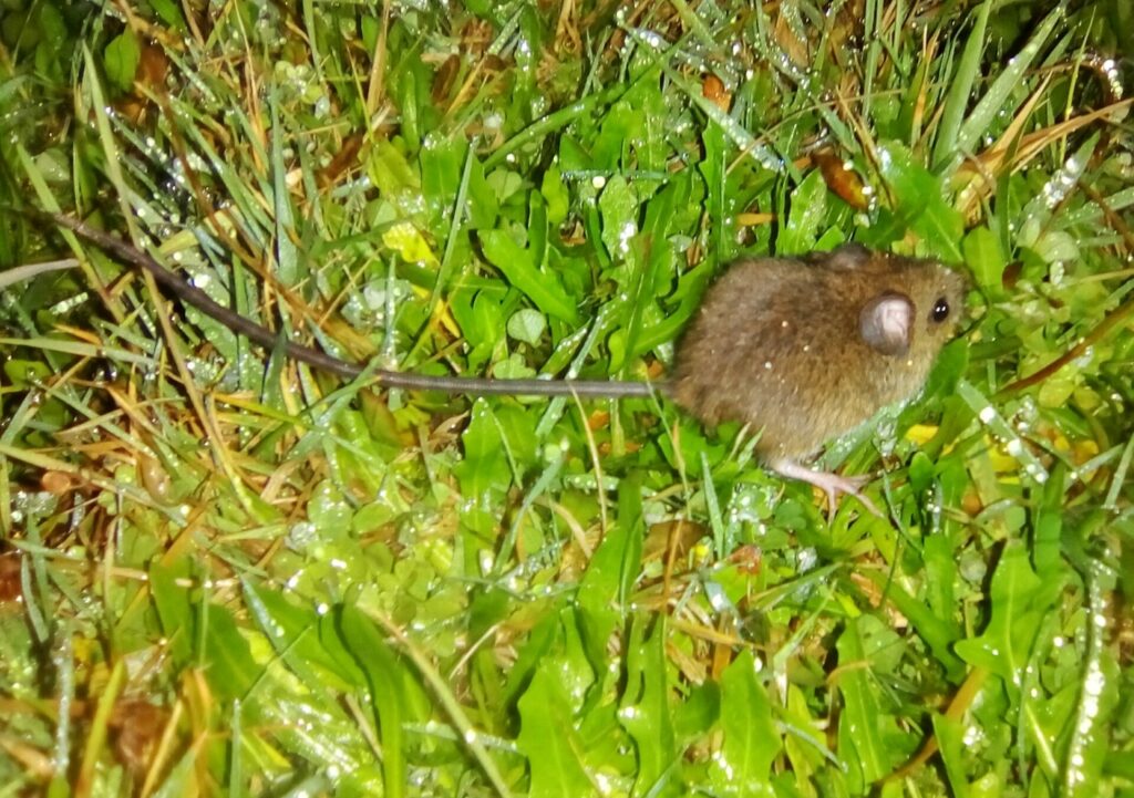 Ratón Colilargo (Oligoryzomys longicaudatus). Créditos: Leonardo Tempesta.