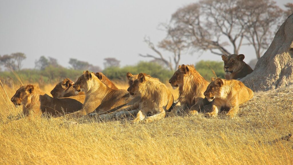 León acompañado de el resto de su manada. Créditos: Suebrady5.