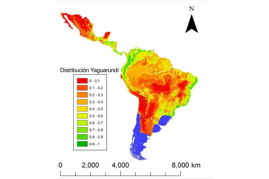 Un mapa predictivo que muestra la probable presencia del jaguarundi en su área de distribución, basado en los datos publicados en el nuevo estudio Diversity and Distributions. Imagen cortesía de Bart Harmsen, adaptada de Harmsen et al (2024)