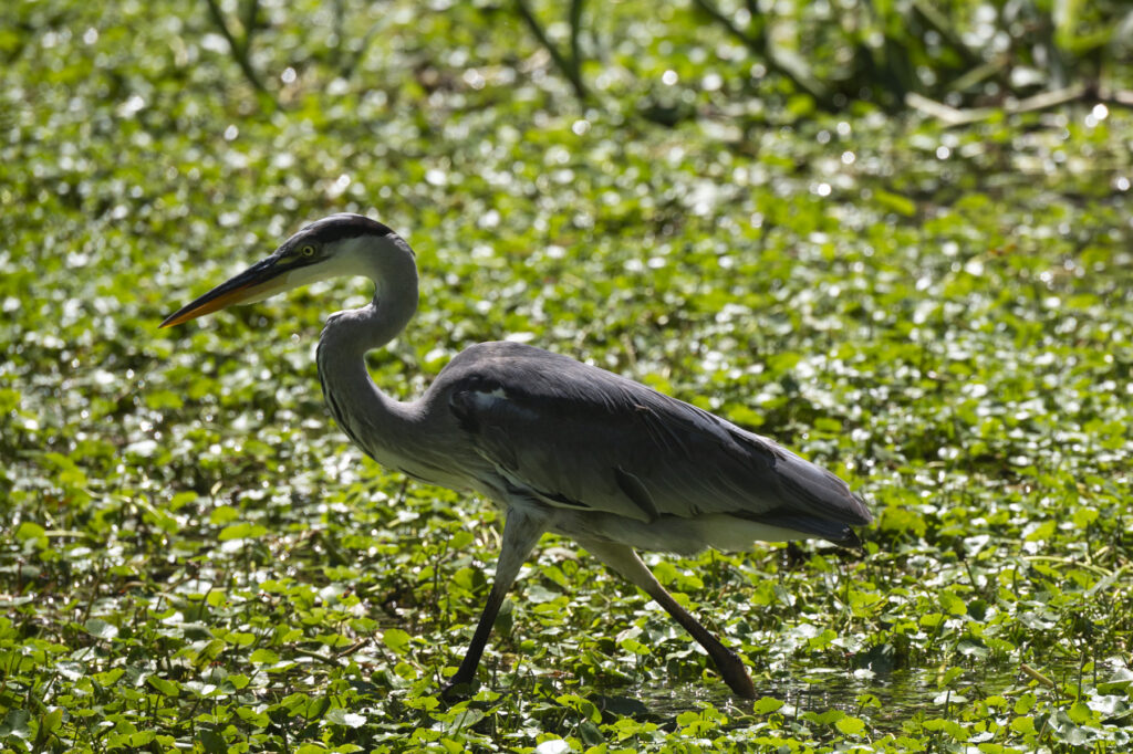 Una garza real (ardea cinerea) camina en un humedal en la Reserva Ecológica Ciudad Universitaria Costanera Norte, Buenos Aires, Argentina, jueves 13 de febrero del 2024. Créditos: Mario De Fina