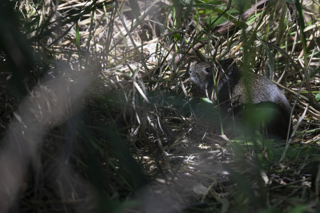 Un coipo (myocastor coypus) en la Reserva Ecológica Ciudad Universitaria Costanera Norte, Buenos Aires, Argentina, jueves 13 de febrero del 2024. Créditos: Mario De Fina