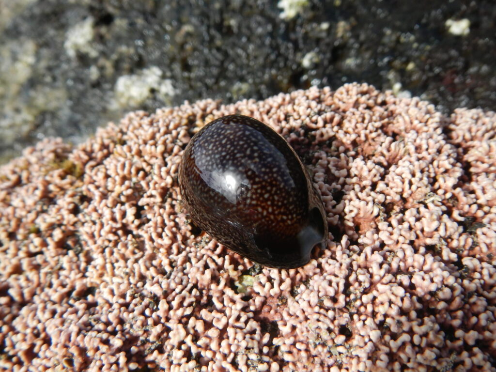 Monetaria caputdraconis. Créditos: Erasmo Macaya Horta.