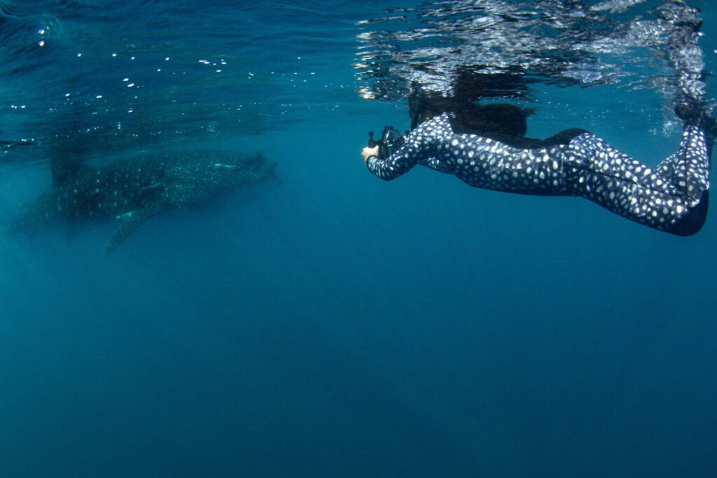 Nadadora junto a un tiburón ballena, en la Bahía de La Paz. Créditos: Frida Lara / Mongabay