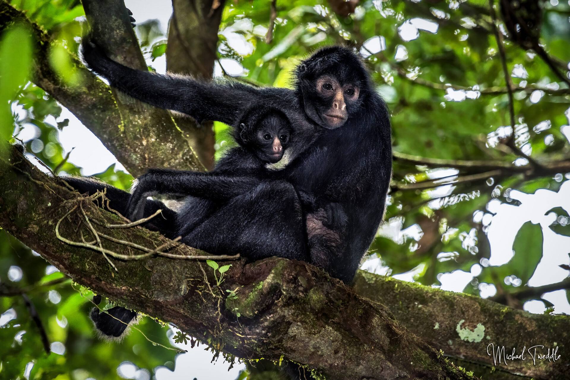 Los amenazados monos araña de Tambopata: Una historia de reintegración en medio de la selva peruana