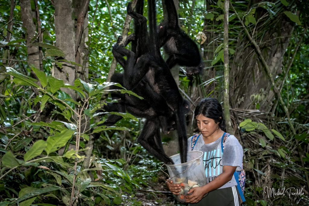 Alimentación monos araña Créditos: Michael Tweddle