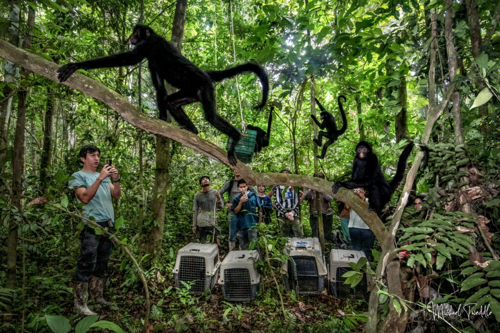 Liberación y adaptación monos araña Créditos: Michael Tweddle