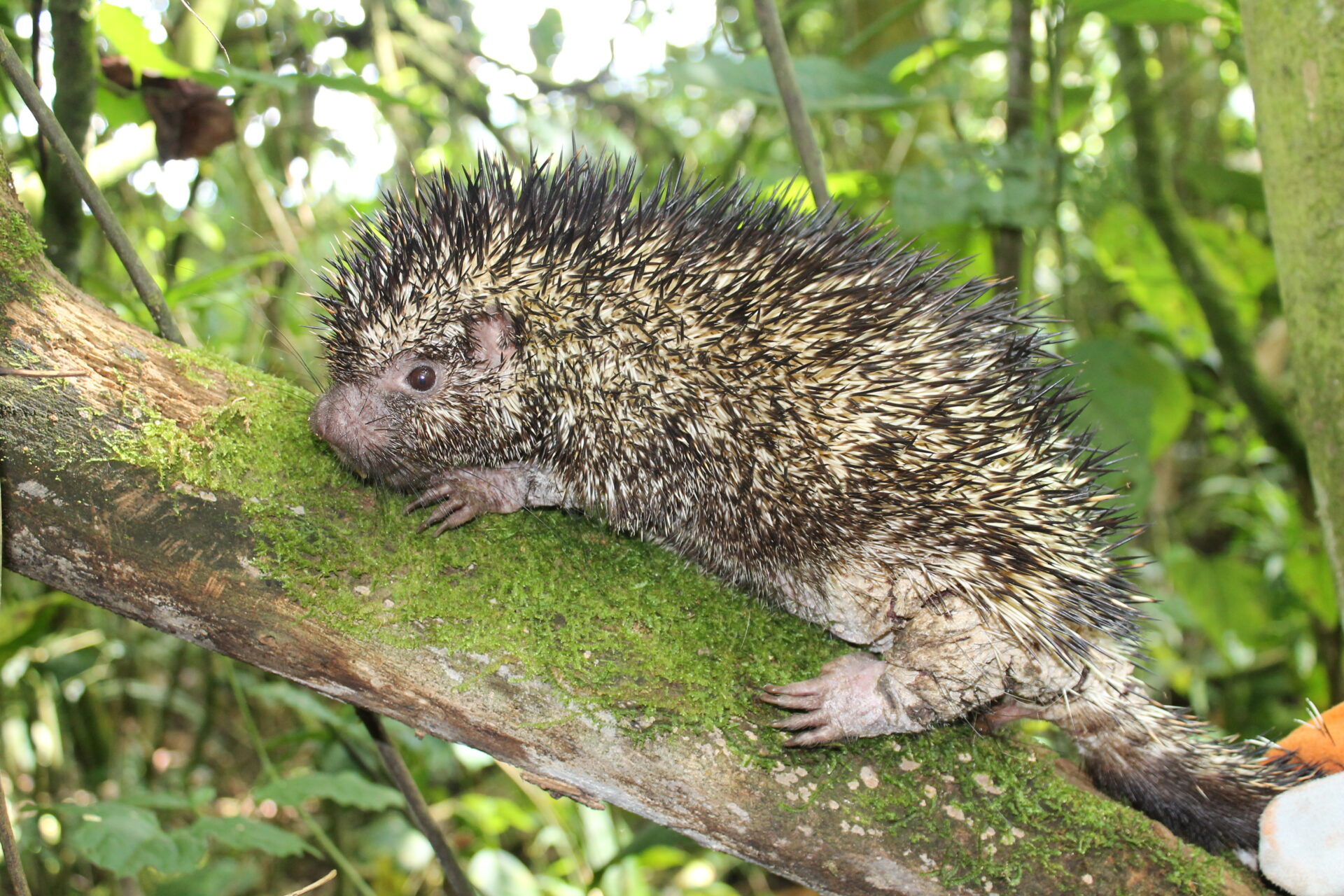 Descubren nueva especie de puercoespín endémica para Colombia