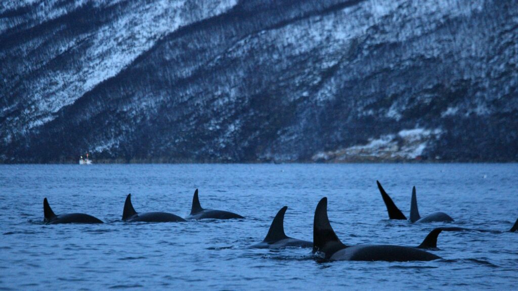 Orcas. Créditos: Alessandro De Maddalena.