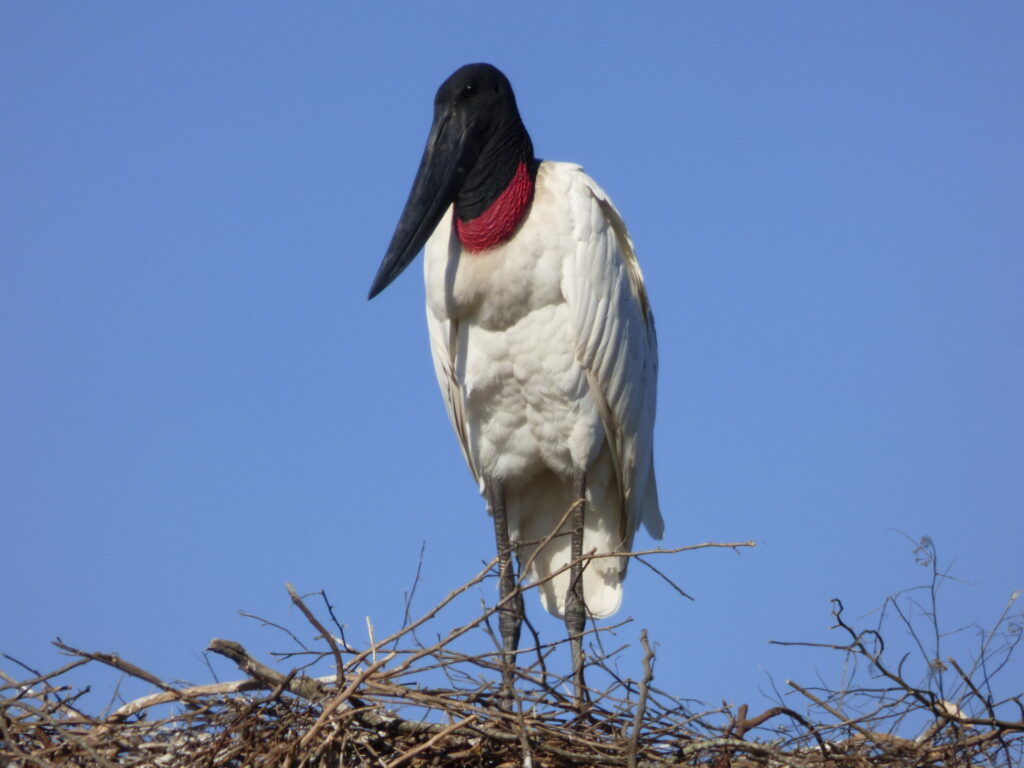 Cigüeña jabirú (Jabirú mycteria). Créditos: Pablo Capovilla