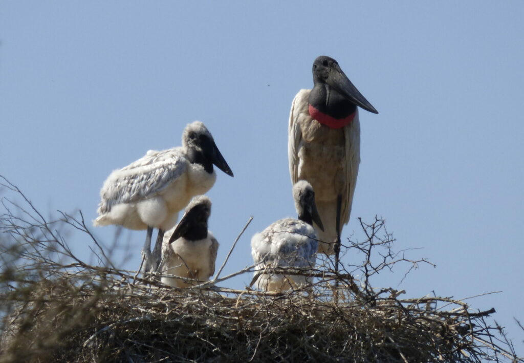 Cigüeña jabirú (Jabirú mycteria). Créditos: Pablo Capovilla