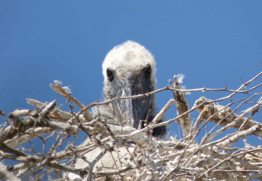 Cigüeña jabirú (Jabirú mycteria). Créditos: Pablo Capovilla