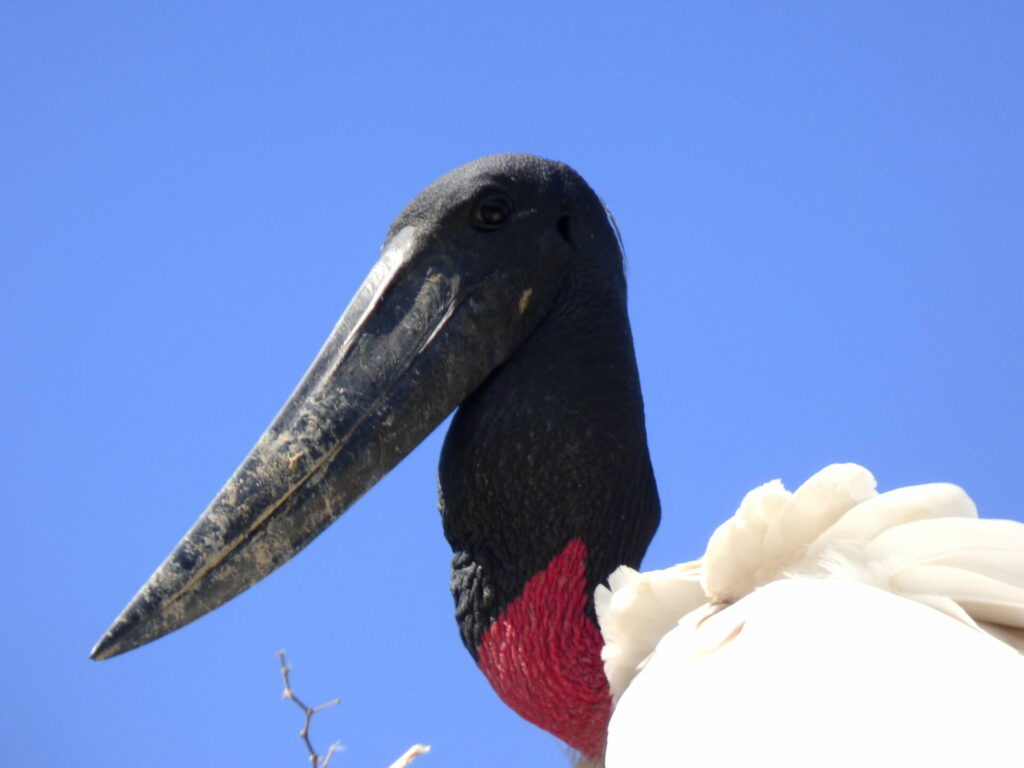 Cigüeña jabirú (Jabirú mycteria). Créditos: Pablo Capovilla