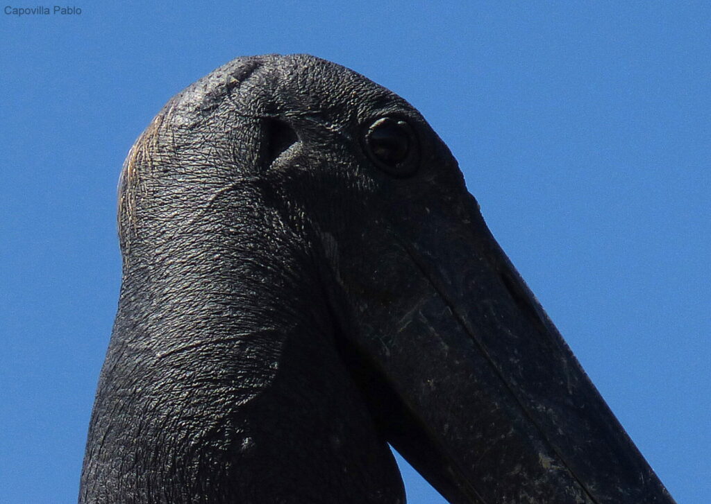 Cigüeña jabirú (Jabirú mycteria). Créditos: Pablo Capovilla