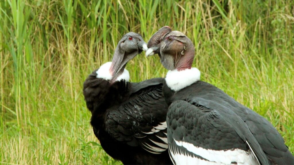 Pareja de condores andinos. Créditos: ©Pixabay