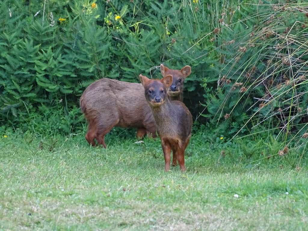 Pareja de pudús. Créditos: ©Nicole Arcaya