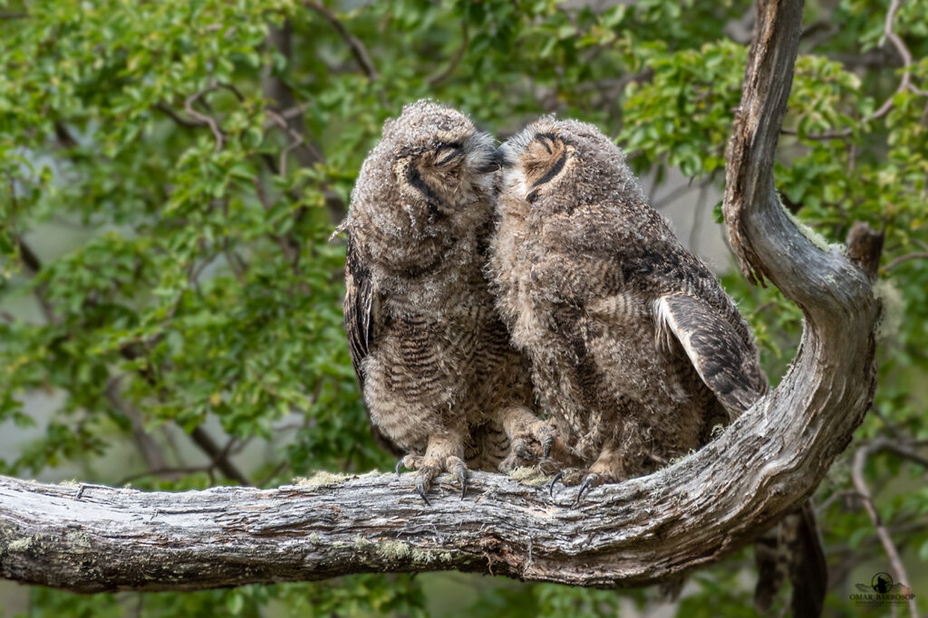 Pareja de tucúqueres (Bubo magellanicus) Créditos: ©Omar Barroso