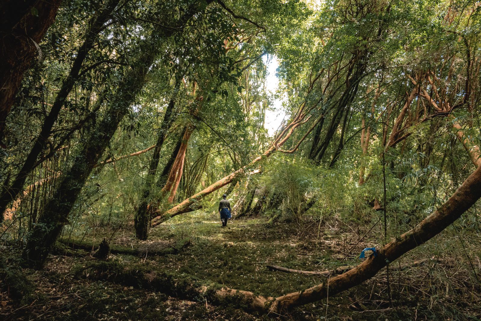 Imperdibles de Chiloé: Una invitación a recorrer algunos atractivos naturales del destino clásico del sur de Chile