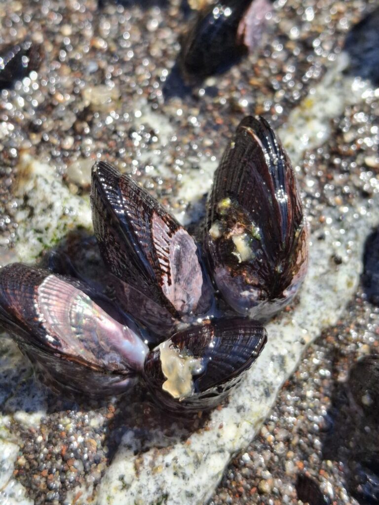 Perumytilus purpuratus. Créditos: Andrea Vargas.