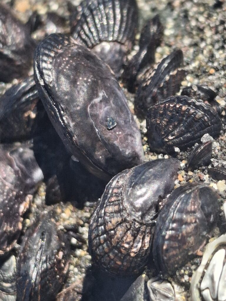 Perumytilus purpuratus. Créditos: Andrea Vargas.