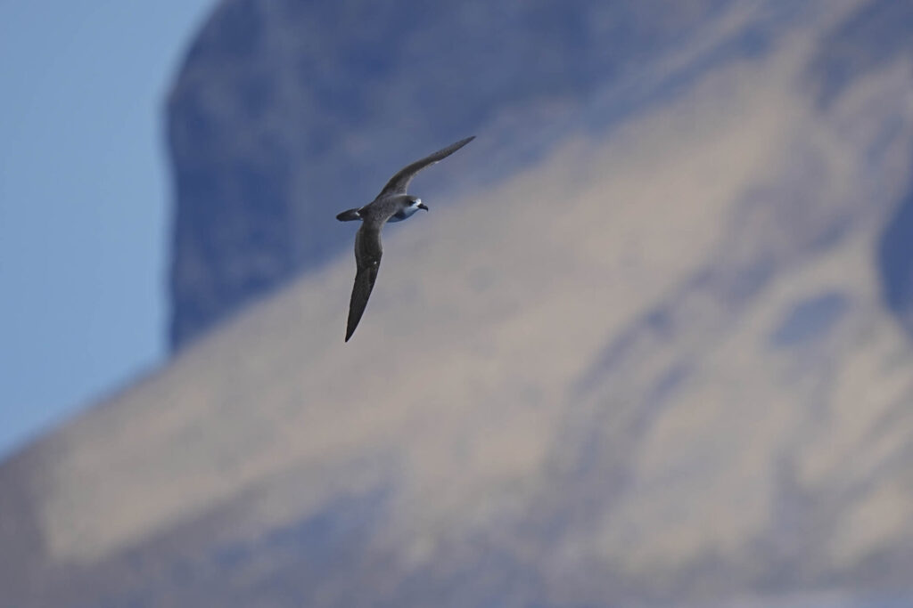 Petrel de Juan Fernández Fernando Díaz