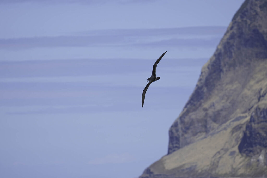 Petrel de Juan Fernández Fernando Díaz