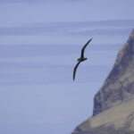 Petrel de Juan Fernández Fernando Díaz