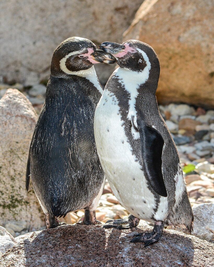 pinguino de humboldt (Spheniscus humboldti). Créditos: ©Olaf Oliviero Riemer