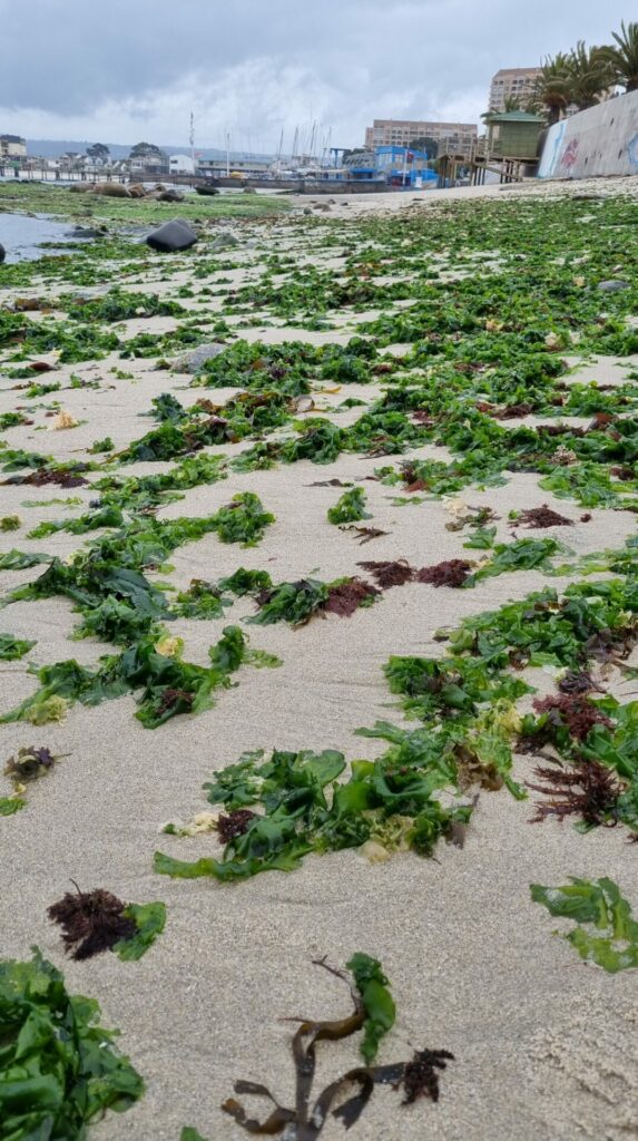 PLAYA ALGARROBO_CRÉDITO UNAB-SECOS