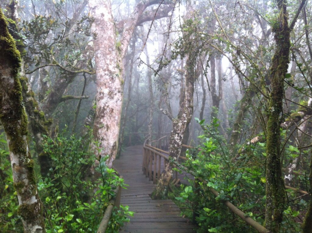 Parque Nacional Fray Jorge. Créditos: Corporación Nacional Forestal (CONAF).