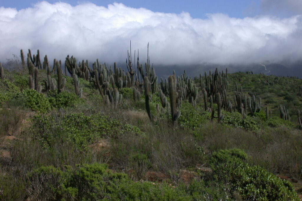 Parque Nacional Fray Jorge. Créditos: Corporación Nacional Forestal (CONAF).