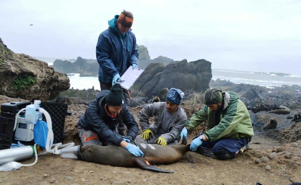 Profesionales con ejemplar Artocephalus australis. Créditos: Diego Pérez