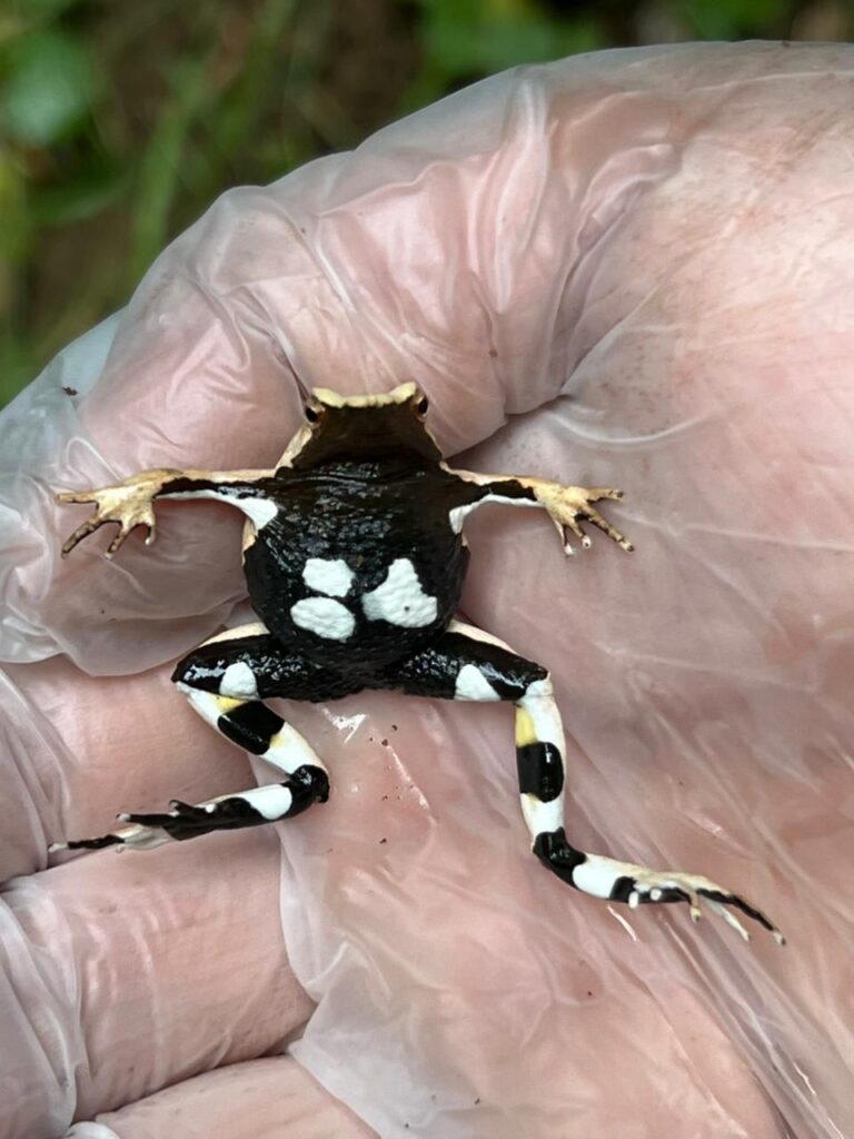 Ranita de Darwin (Rhinoderma darwinii). Créditos: Raúl Briones