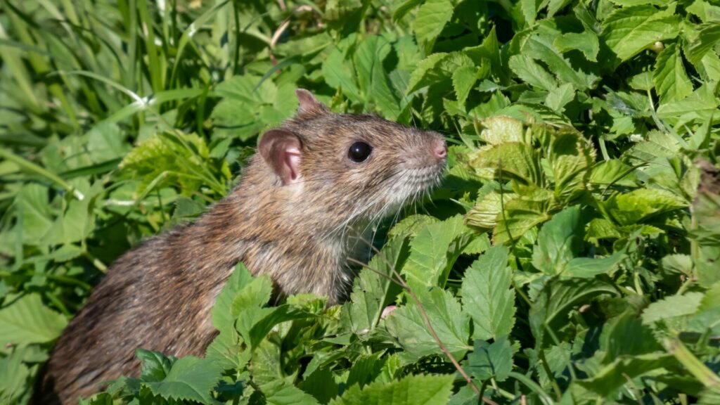 Rattus Norvegicus. Créditos: Kristine Radkovska.