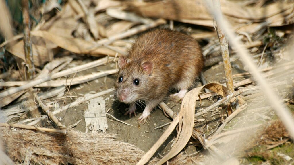 Rattus Norvegicus. Créditos: Mauribo.