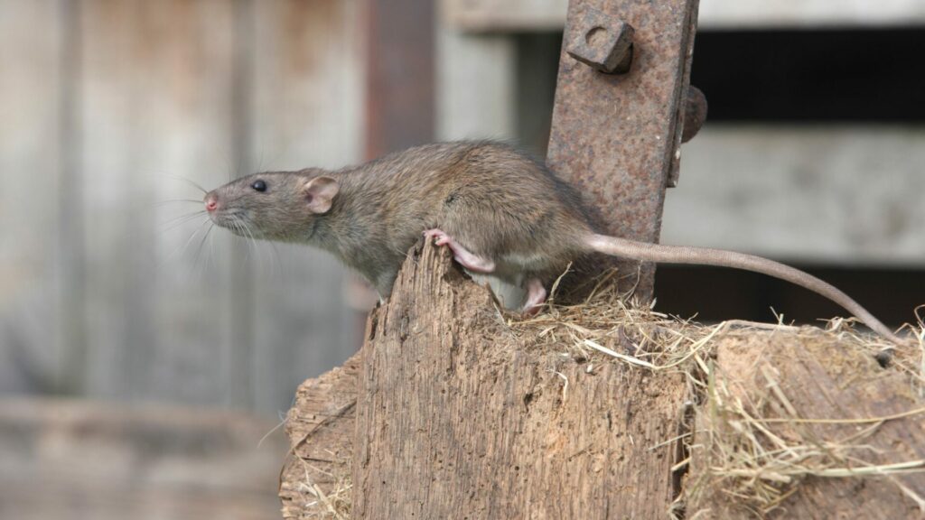 Rattus Norvegicus. Créditos: Mikelane45.