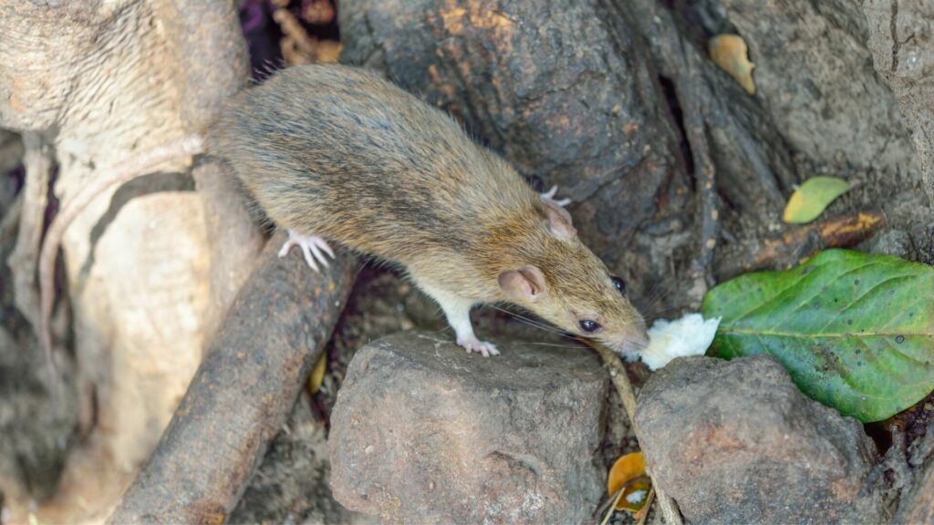 Rattus Norvegicus. Créditos: Nakornchaiyajina.