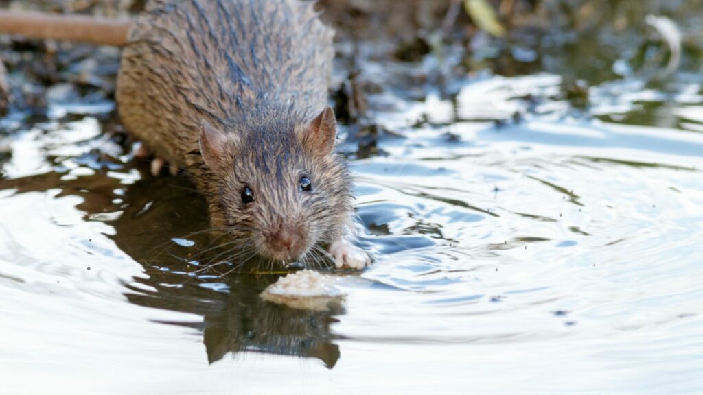 Rattus Norvegicus. Créditos: Vassiliy Vishnevskiy.