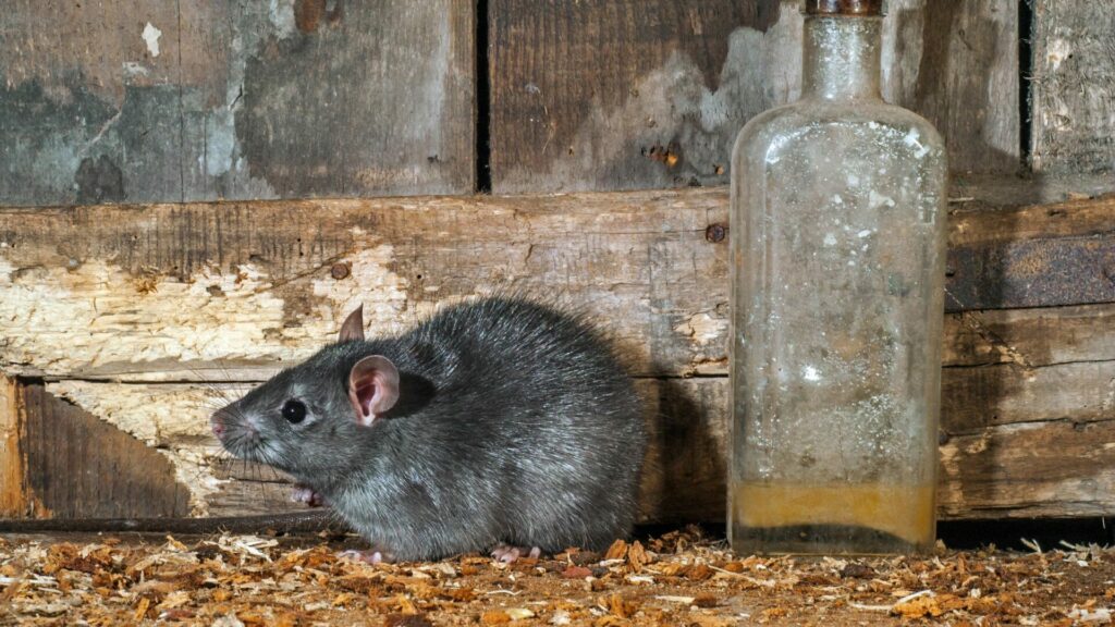 Rattus rattus. Créditos: Philippe Clement.