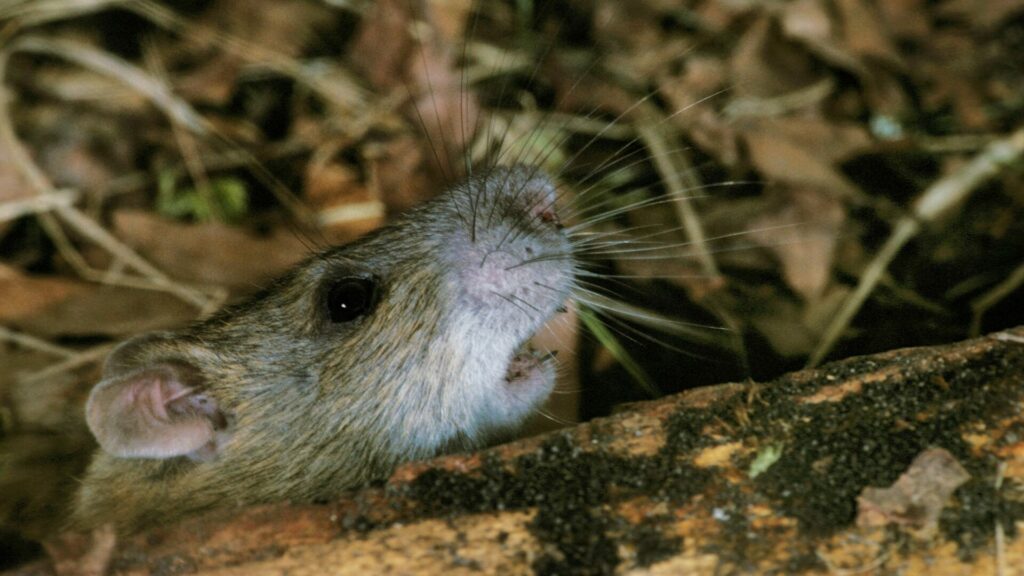 Rattus rattus. Créditos: Philippe Clement.