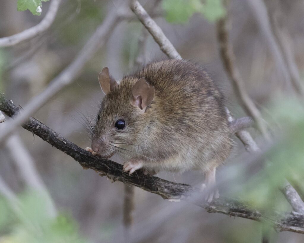 Rattus rattus. Créditos: Shrike2.