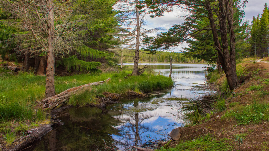 Reserva Nacional Coyhaique. Créditos: Corporación Nacional Forestal (CONAF).