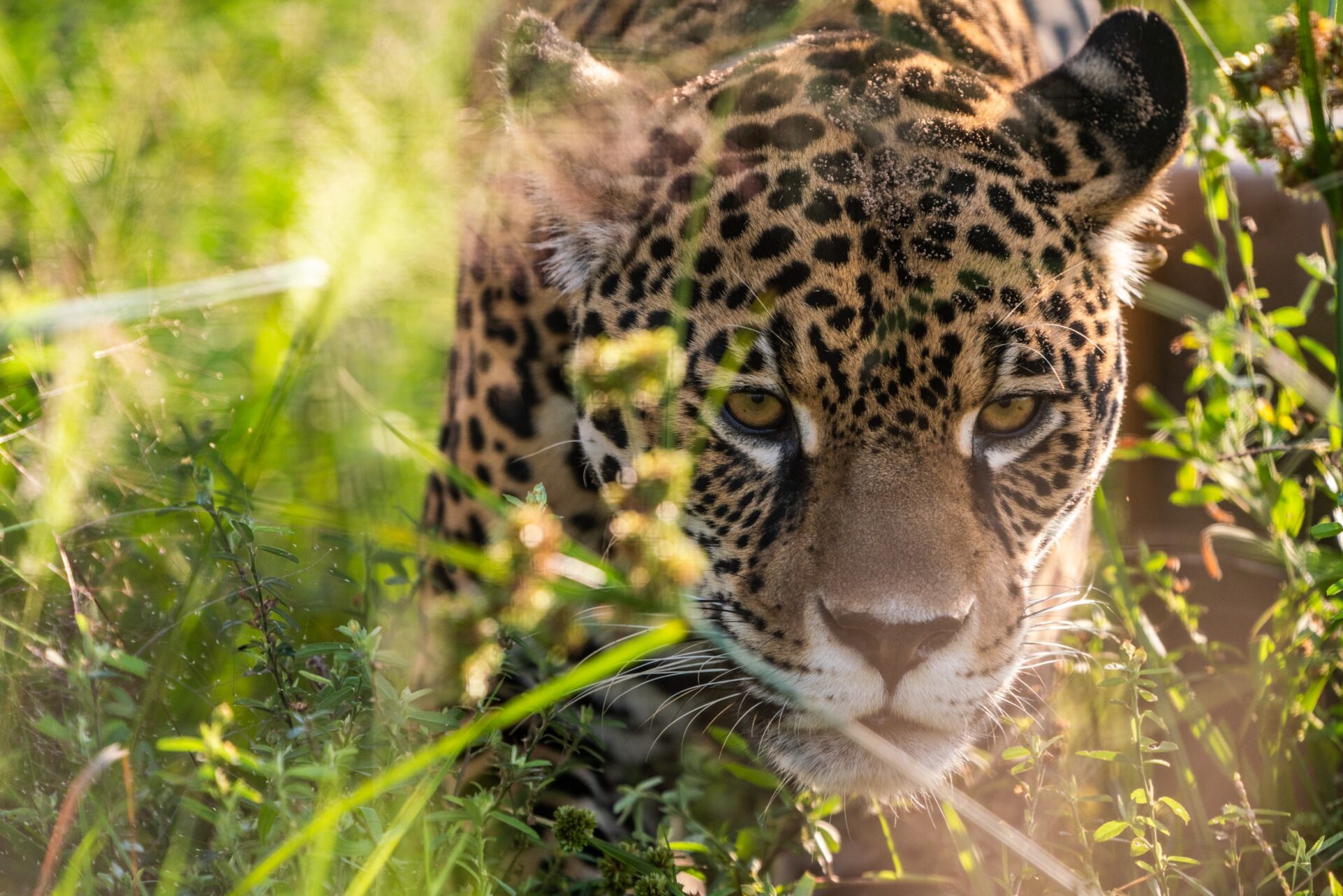 ¡Inscríbete gratis al encuentro! Una mirada a los parques, la vida silvestre y el desarrollo local en Argentina con Rewilding