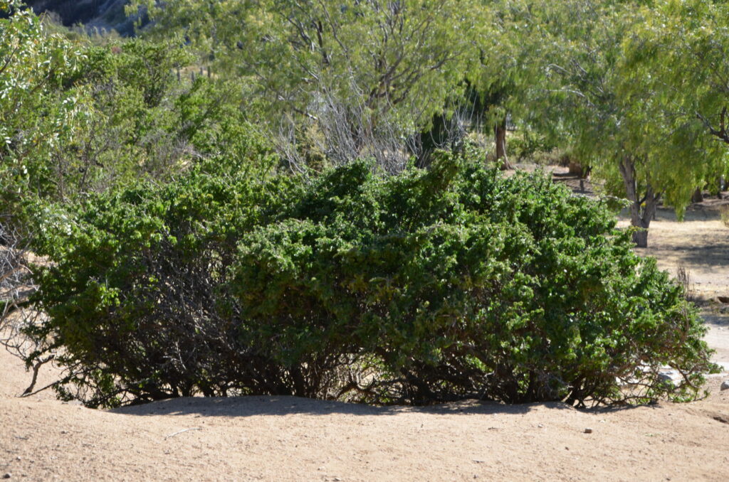 Reserva Nacional Las Chinchillas. Créditos: Corporación Nacional Forestal (CONAF).